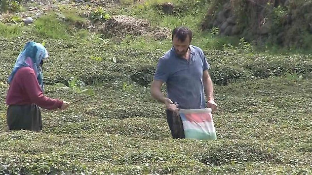 Doğu Karadeniz'i çay telaşı sardı