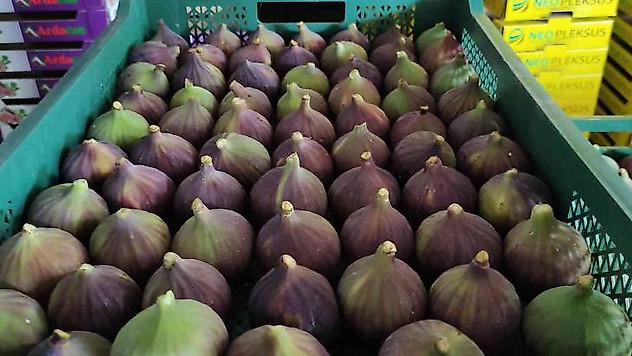 Dünyaca ünlü Kraliçe İnciri'nde aracı oyunu
