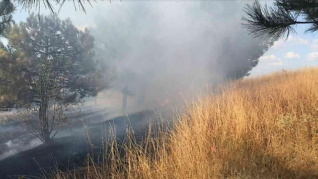 Edirne'de Ormanlık alanda çıkan yangın, büyümeden söndürüldü