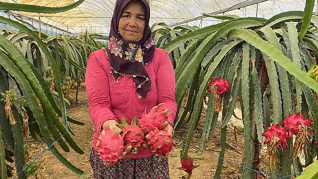 Ejder meyvesinde hasat başladı