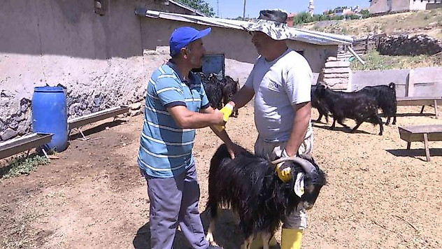Elazığ'da kurbanlıklar görücüye çıktı: Fiyatlar 2 bin 500 liradan başlıyor