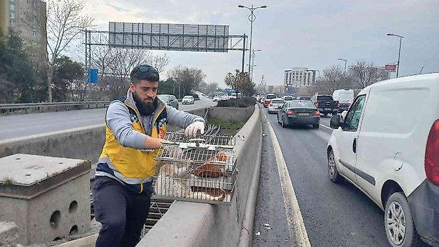 Esenler'de otobanda demirler arasında sıkışan kedi, belediye ekiplerince kurtarıldı
