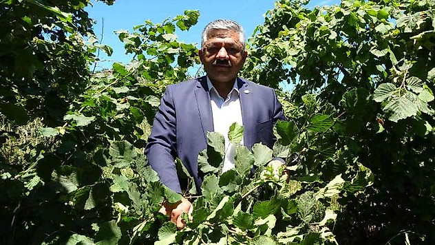 Fındıkta 'erken hasat' uyarısı