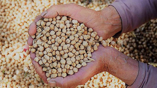 Gazipaşa'da nohut hasadı başladı