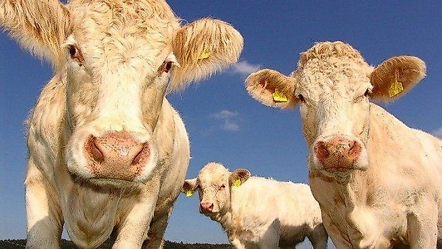 Genç çiftçilere 150 bin büyükbaş hayvan dağıtıldı
