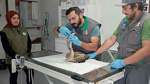 Göç yolunda yorgun düşen flamingo için seferber oldular