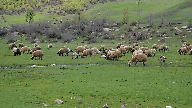 Göçerler kar erimeden Şırnak yaylalarına çıktı