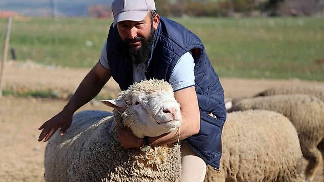 Gümüşhane'de 'Ile de France' ırkı koyunlar üreticinin yüzünü güldürüyor
