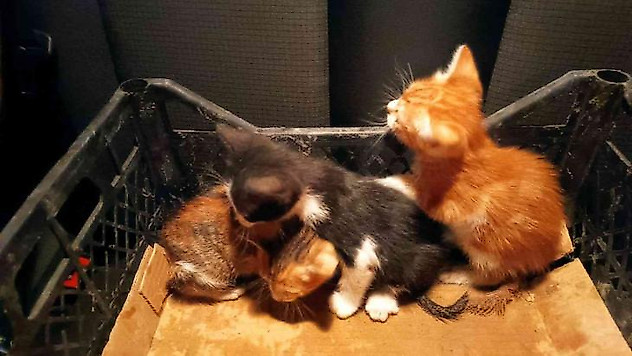 Hafriyat altında kalan 3 yavru kedi kurtarıldı