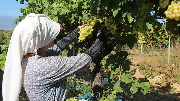 Hasat edilen üzümlerde ilk ihraç tırları yola çıktı