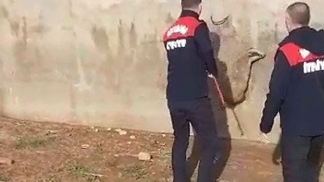 Havuza düşen sansar kurtarıldı