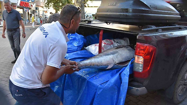 Hayali olan 100 kiloluk orkinosu Ege'de yakaladı