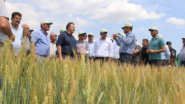 Hüyük'te deneme üretimi yapılan 'Taner' tohumu tanıtıldı