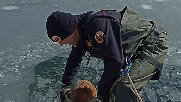 İtfaiye ekipleri buz tutan gölete düşen köpeği donmak üzereyken kurtardılar