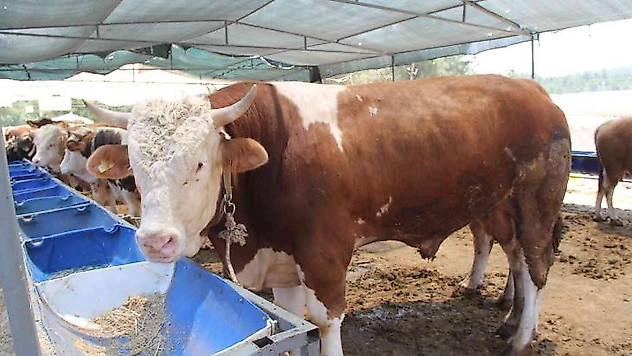 İzmir'de kurban pazarı hareketliliği başladı