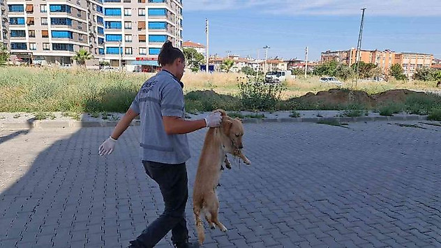 İzmir'de zehirlenen kedi ve köpekler telef oldu