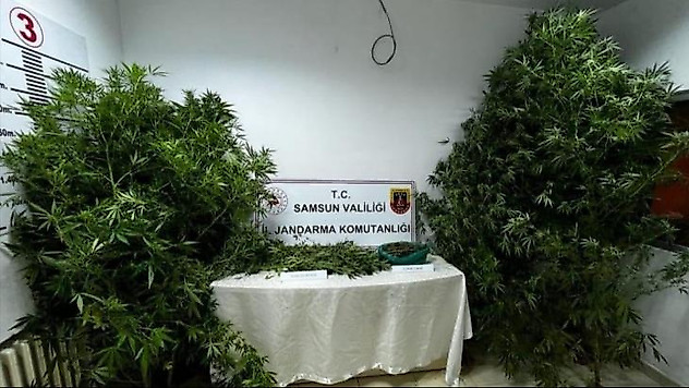 Jandarma 450 gram kubar esrar ve 20 kök kenevir bitkisi ele geçirdi