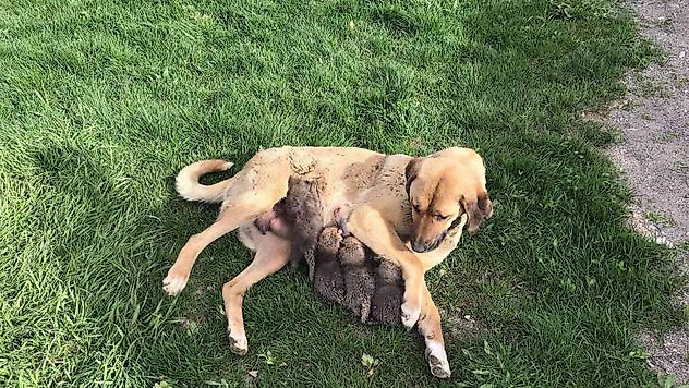 Jandarma köpeği 'Sarı Kız' 4 tilki yavrusuna süt annesi oldu