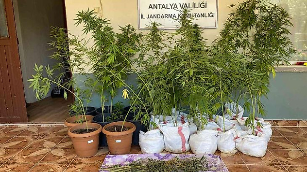 Jandarmanın fark ettiği koku kenevir bahçesini ortaya çıkardı