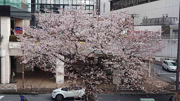 Japonya'da kiraz çiçeği mevsimi başladı