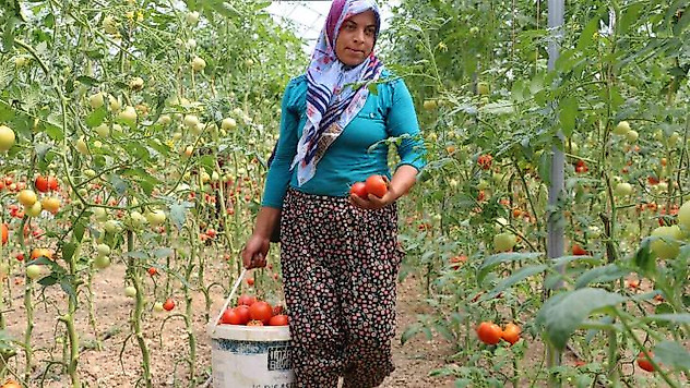 Kadın girişimci, devlet desteğiyle kurduğu serayla aile bütçesine katkı sağlıyor