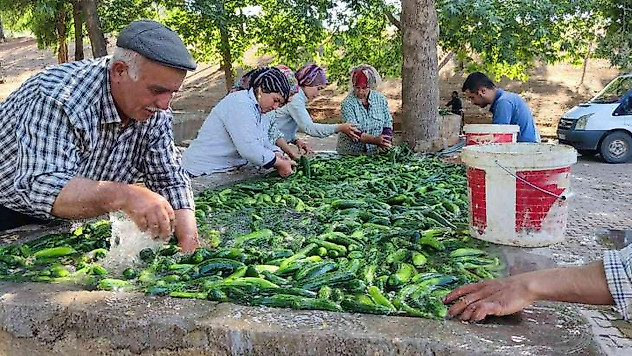 Kahramanmaraş salatalığı sofralardaki yerini aldı