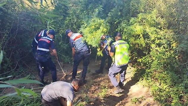 Kamu arazisine kenevir eken şahıs gözaltına alındı