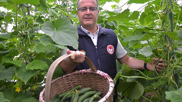 Karadeniz'de seracılık sektörü, verilen destekler ile büyüyor
