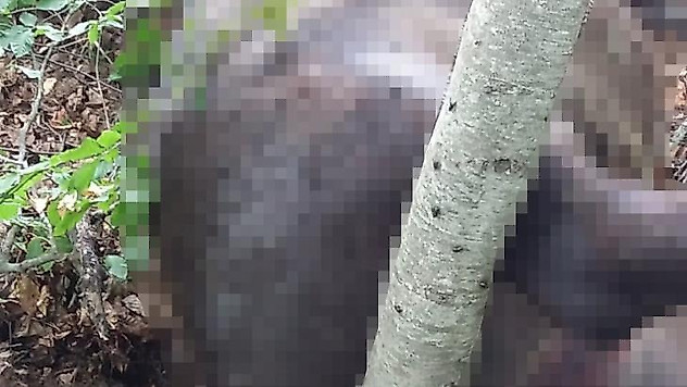Kayıp mandalarını ormanda silahla vurulmuş halde buldu