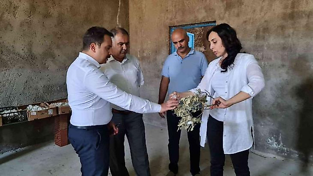 Kaymakam Aydoğan koza hasadına katıldı