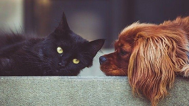Kedi, köpek ve gelinciklerin kayda alımına 2021'de başlanacak
