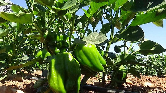 Kilis'te acı biber tarlada 6 TL, markette 15 TL'den satılıyor