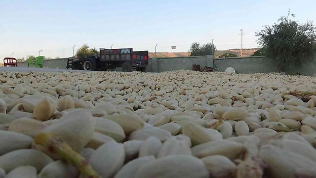 Kilis'te boz fıstıkları kavlatma işlemi başladı