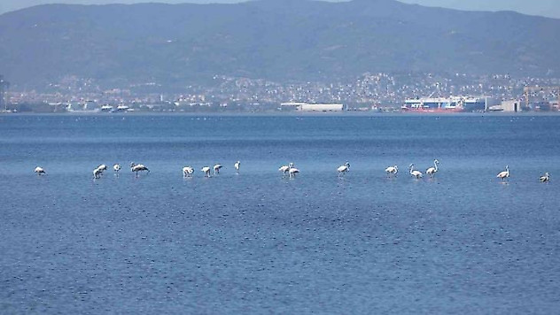 Kış mevsiminin keyfini sürmek için bu yıl da İzmit Körfezi'ne geldiler