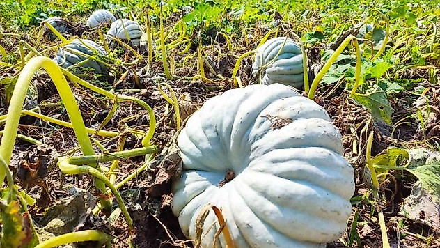 Kızılinler'in bal kabağı Türkiye'nin farklı yörelerindeki sofraları süslüyor