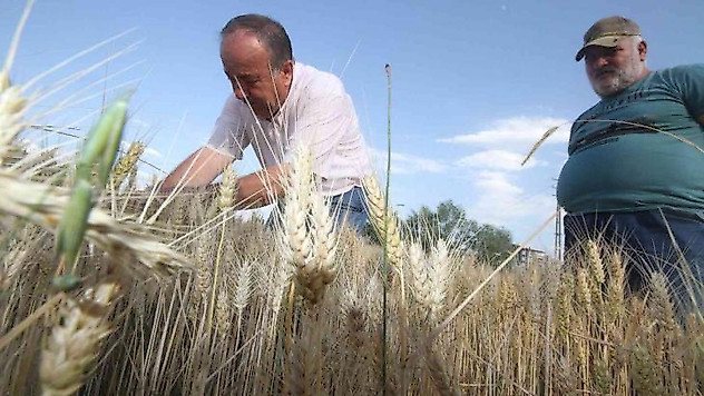 Konya'da çiftçiler buğday hasadına hazırlanıyor