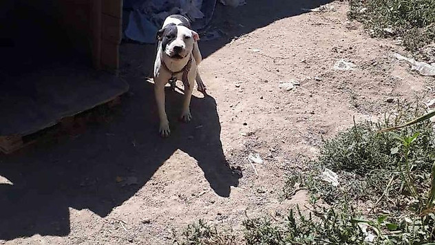 Konya'da pitbull besleyen şahsa 14 bin 982 lira ceza