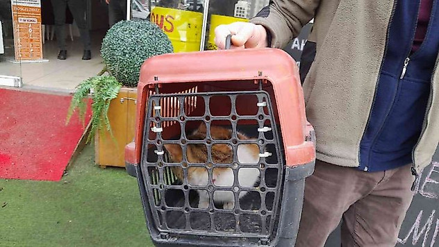 Köpeklerden kaçarken çıktığı ağaçta mahsur kalan kedi kurtarıldı