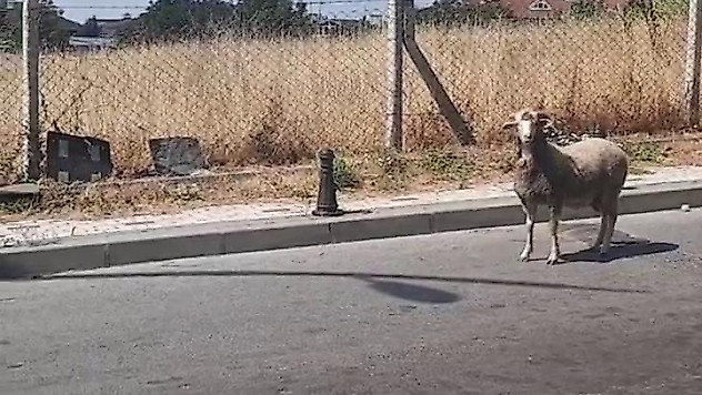 Kurban Bayramı'nda yine hayvanlar kaçtı, vatandaşlar zor anlar yaşadı