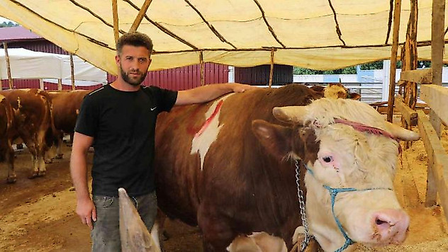 Kurban pazarının 1,3 tonluk Şampiyon'u