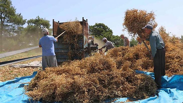 Kuru bezelye mutfağa giriyor