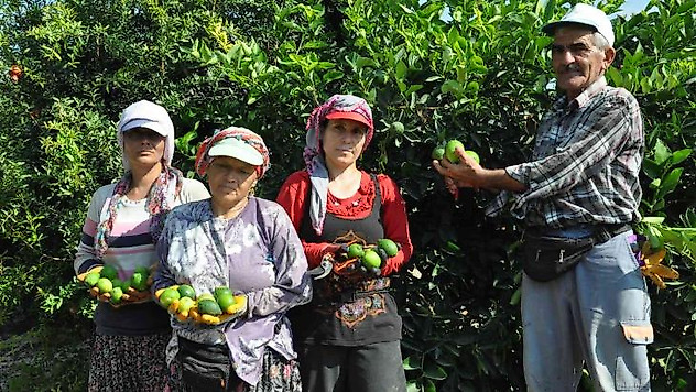 Lime cinsi limonda hasat başladı: Kilosu 50 lira