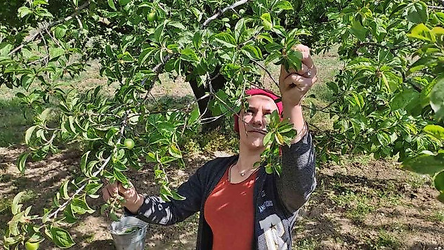Manisa'da 'Dumanlı Papaz Eriği' hasadı başladı