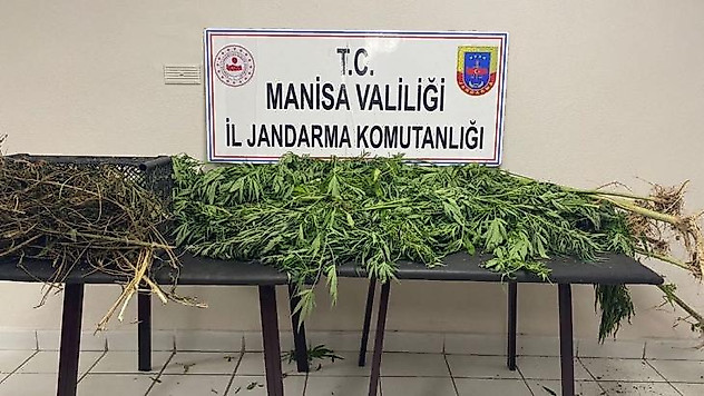 Manisa'da jandarmadan uyuşturucu operasyonları