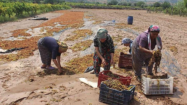 Manisa'da tonlarca üzümü sel suları götürdü