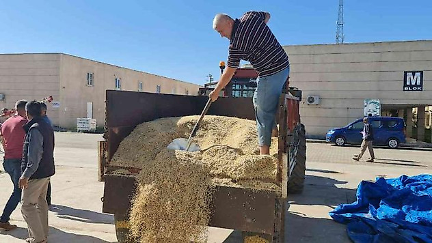 Mardin'de yılın ilk arpa hasadı başladı, çiftçiye altın hediye edildi