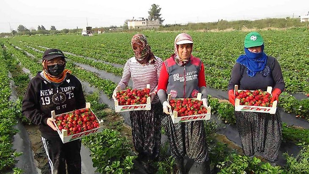 Mersin'de açıkta çilek hasadı başladı