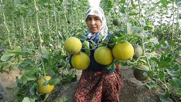 Mersin'de örtü altı kavun hasadı başladı