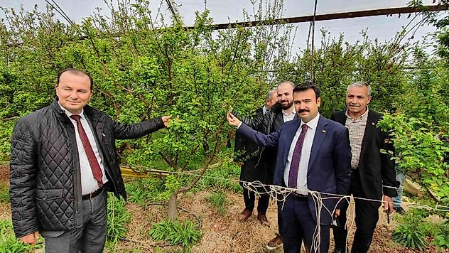 Mersin'de örtü altında yetiştirilen erik, üreticinin yüzünü güldürüyor