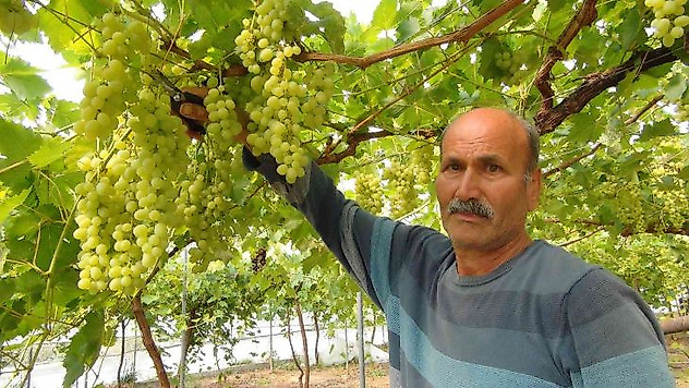 Mersin'den Dubai ve Rusya'ya üzüm